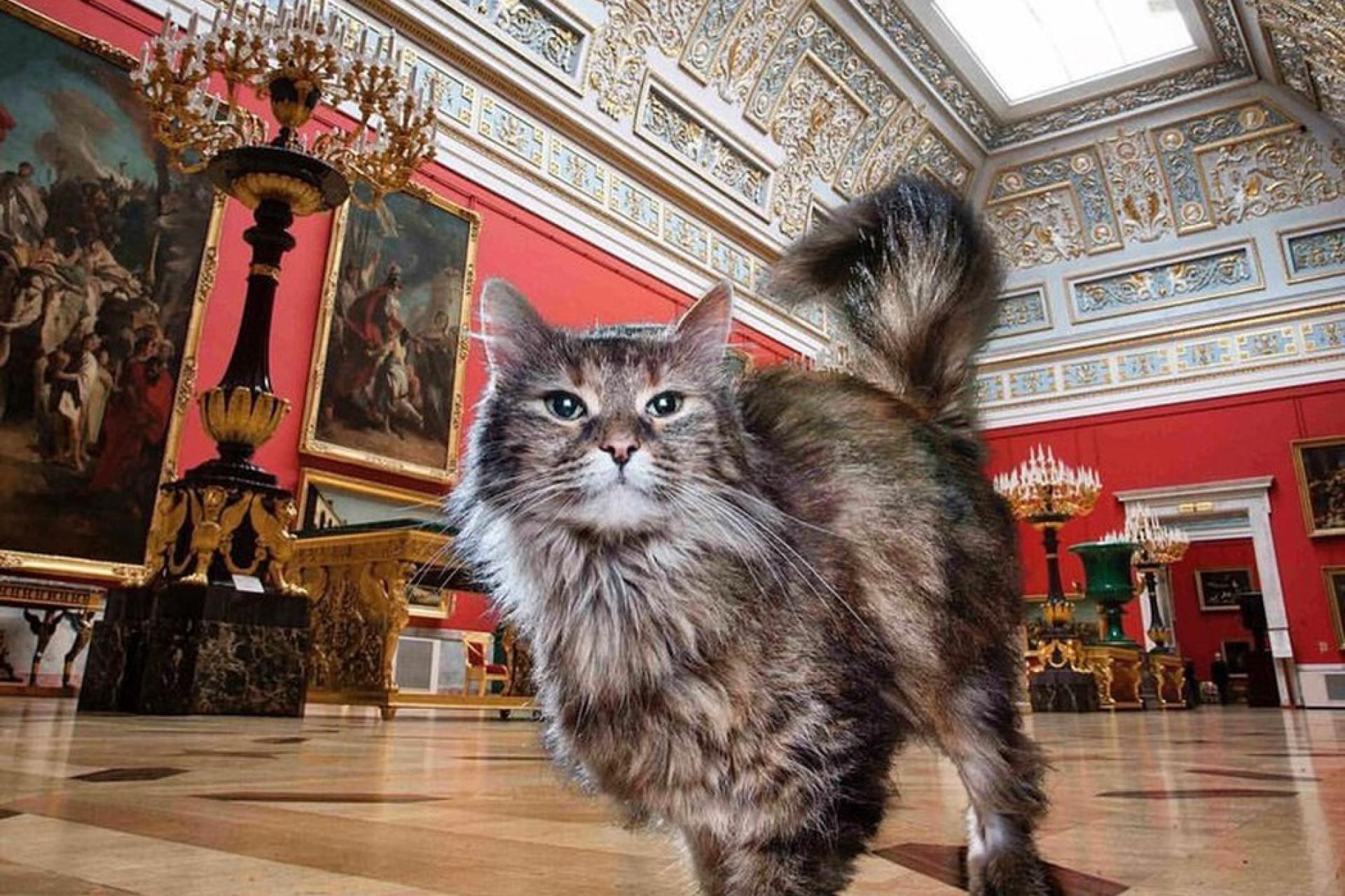 Кот спб. Петербургские эрмитажные коты. Коты Эрмитажа. Эрмитаж Санкт-Петербург коты. Коты музея Эрмитаж.